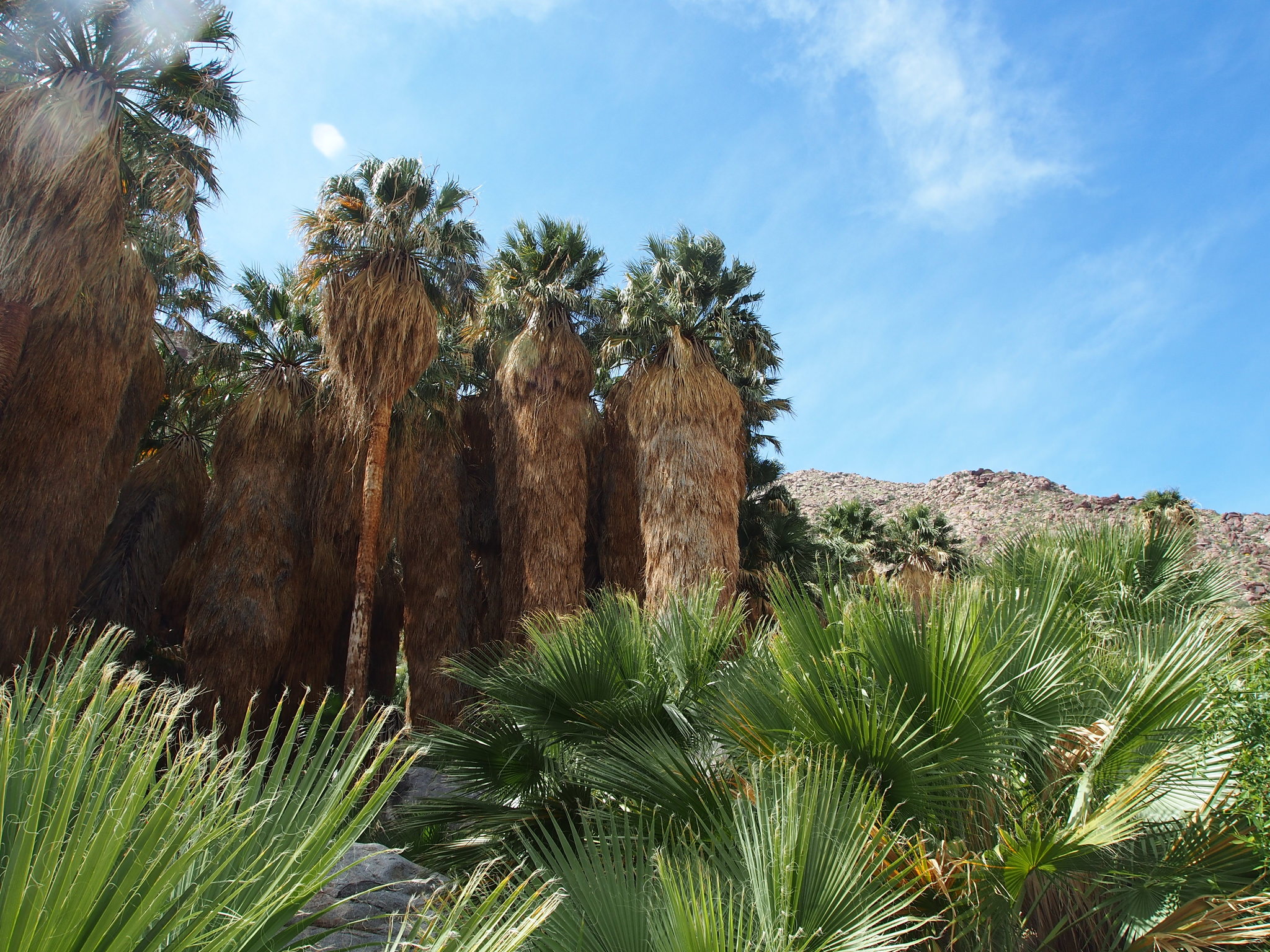 Washingtonia filifera